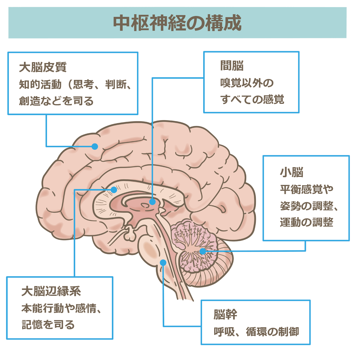 【各論】神経系 - ナースへの道