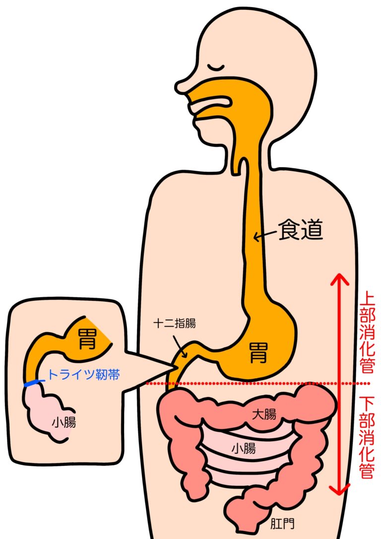 【各論】下血 - ナースへの道